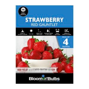 Bloomin' Bulbs Strawberry Red Gauntlet - 4 Pack