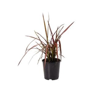 2.5L Phormium Evening Glow - Phormium