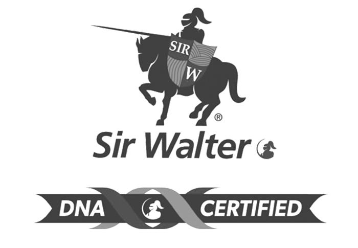 Sir Walter Buffalo