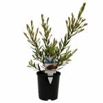 140mm Slim - Callistemon viminalis