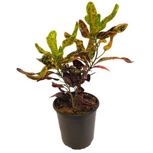 170mm Croton Bush On Fire - Codiaeum variegatum