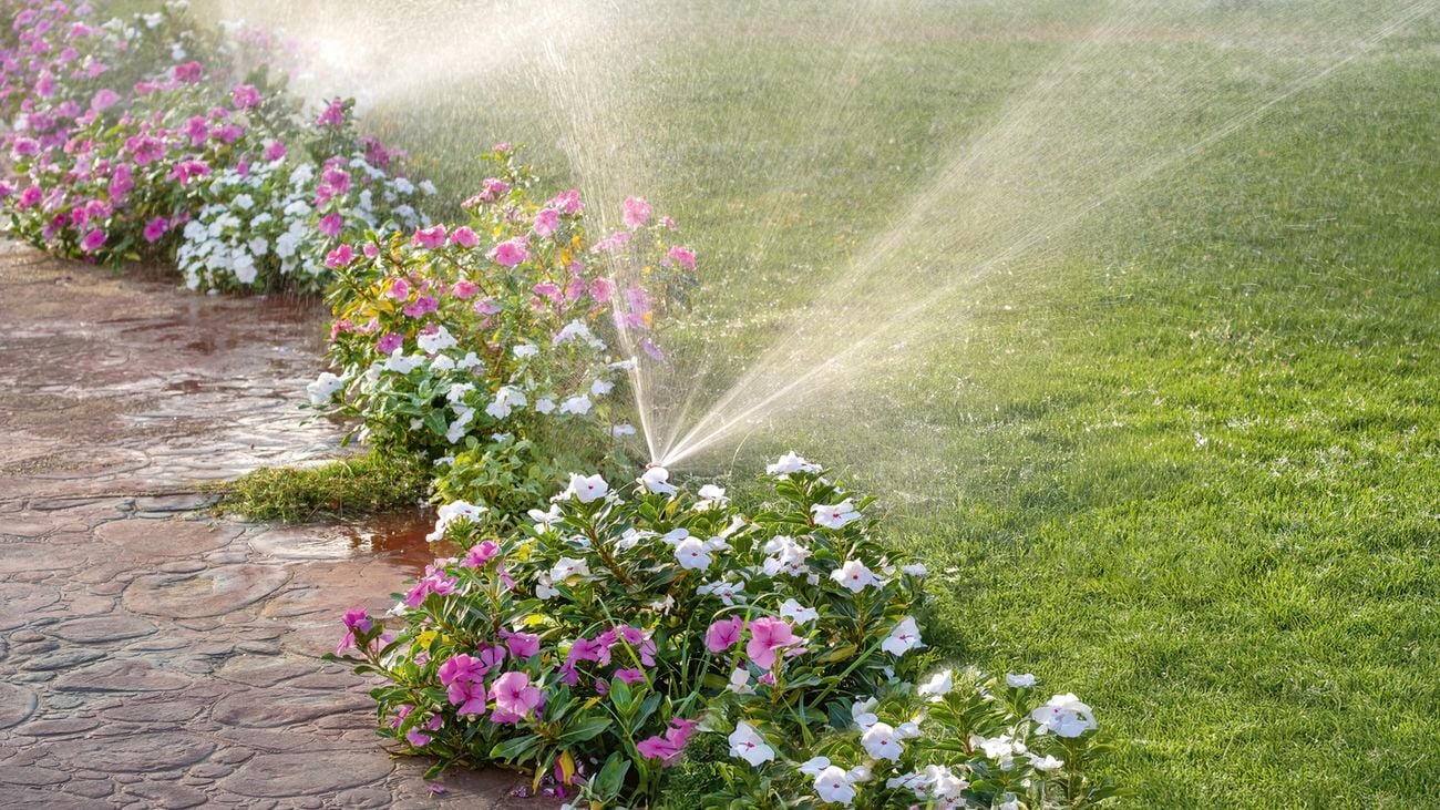 A garden with pink and white flowers along a stone path, with sprinklers spraying water onto the plants and nearby grass