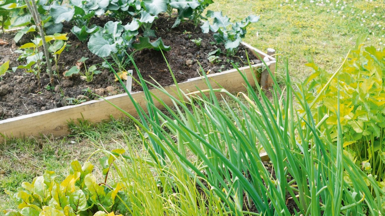 Raised garden bed used to grow vegetables