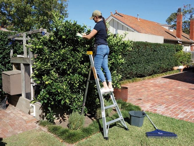 woman on a ladder working in the garden