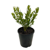 140mm Rock Correa - Correa glabra