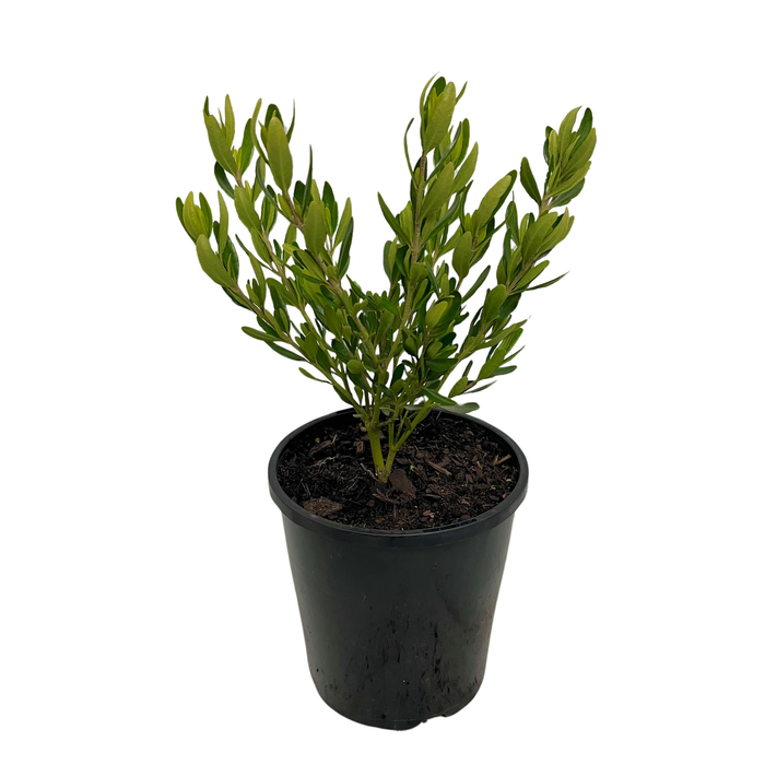 140mm Rock Correa - Correa glabra