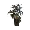 1.5L Dahlia Mystic Haze - Dahlia