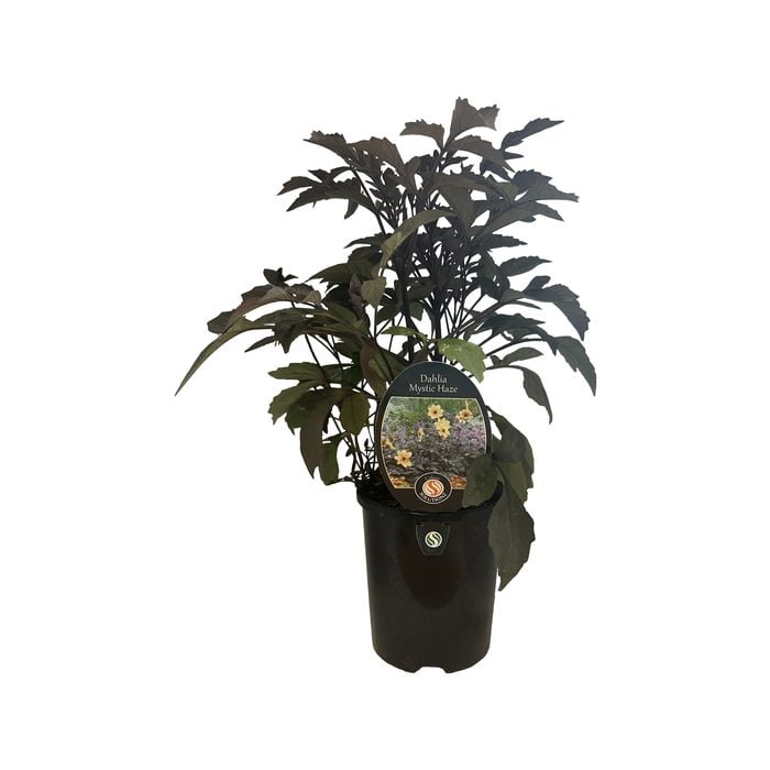 1.5L Dahlia Mystic Haze - Dahlia