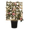 250mm Volunteer Espalier - Camellia hybrid