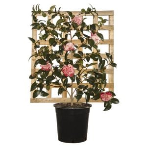 250mm Volunteer Espalier - Camellia hybrid