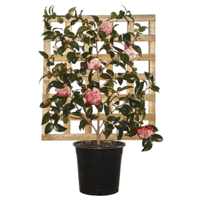 250mm Volunteer Espalier - Camellia hybrid