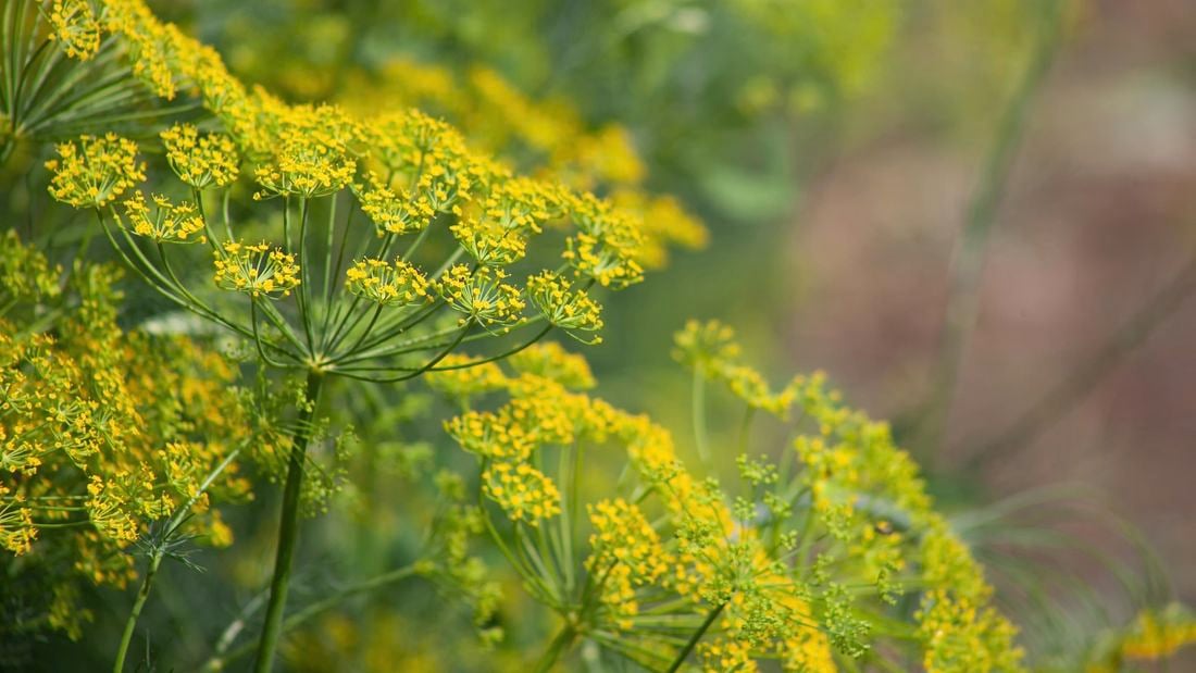 Close up of a dill plant with thin bright green leaves and yellow flowers