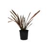 200mm Phormium Tenax Maori Sunrise