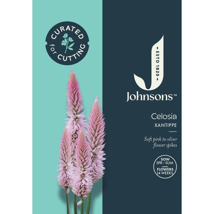 Johnsons Curated For Cutting Celosia Xantippe