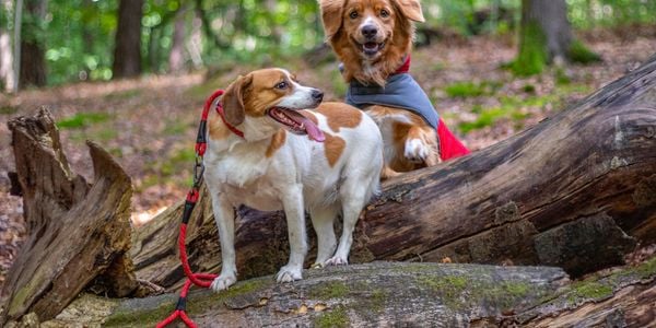 Two dogs in a forest wearing a lead and coat.
