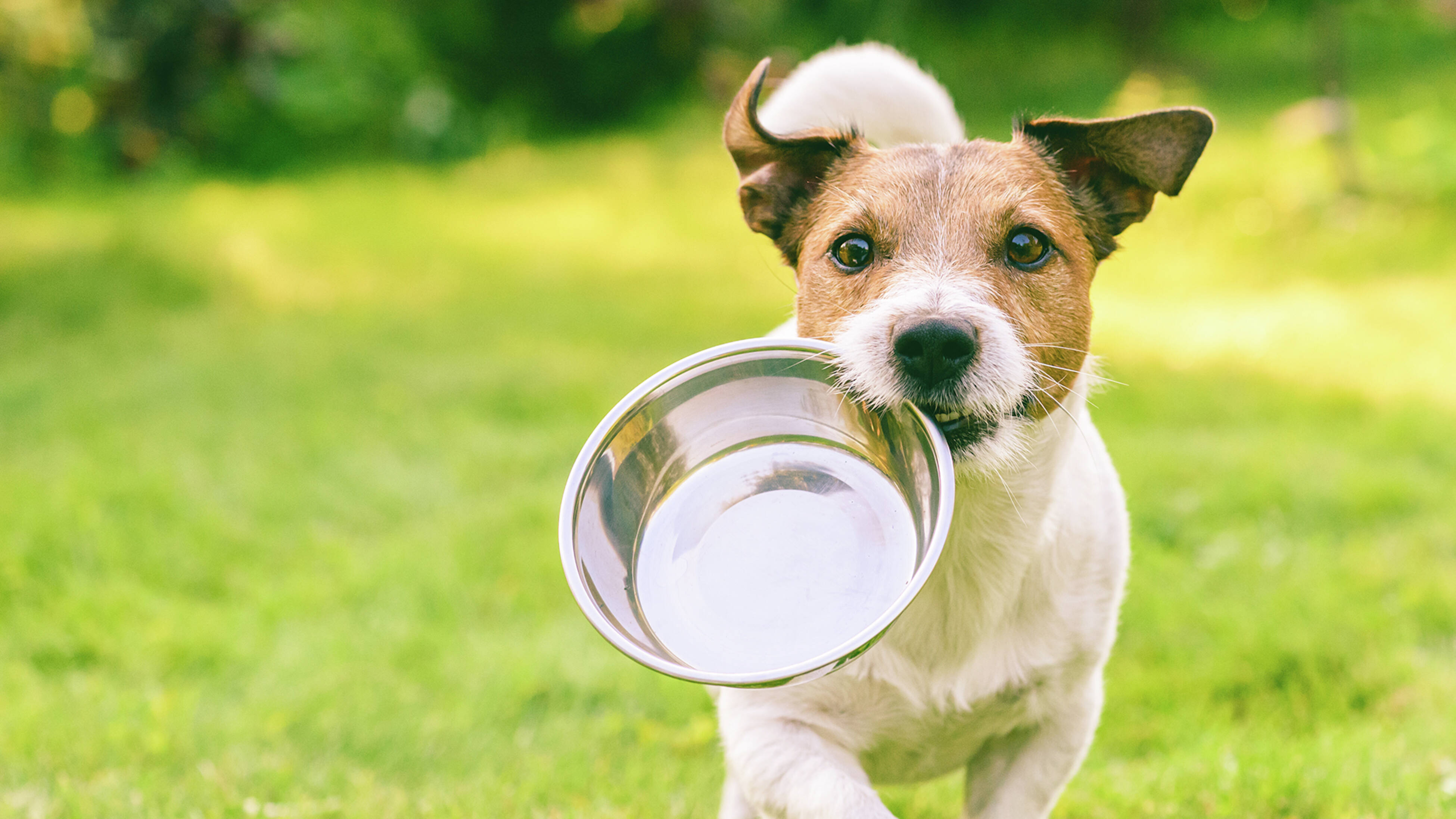 A small brown and white dog holds a stainless steel food bowl in his mouth on grass.