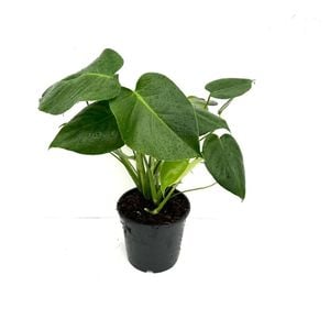 170mm Swiss Cheese Plant - Monstera Deliciosa
