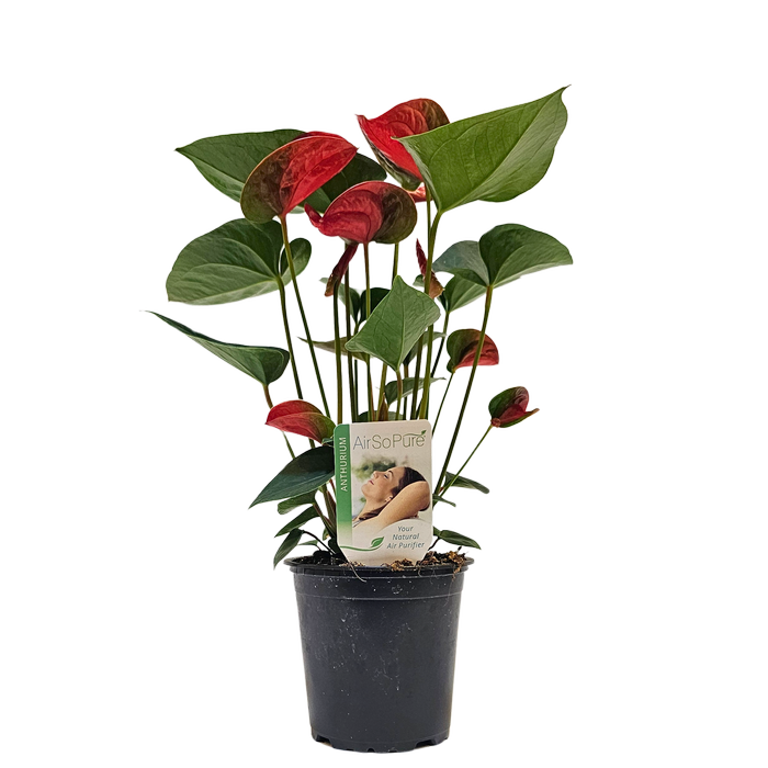 120mm Flamingo Plant - Anthurium andraeanum Fancy Fever