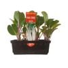 Punnet Pak Choi - Brassica rapa - Grow Your Own Range