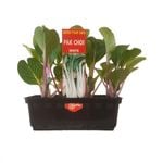 Punnet Pak Choi - Brassica rapa - Grow Your Own Range