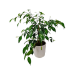 170mm Ficus Danielle in Ceramic