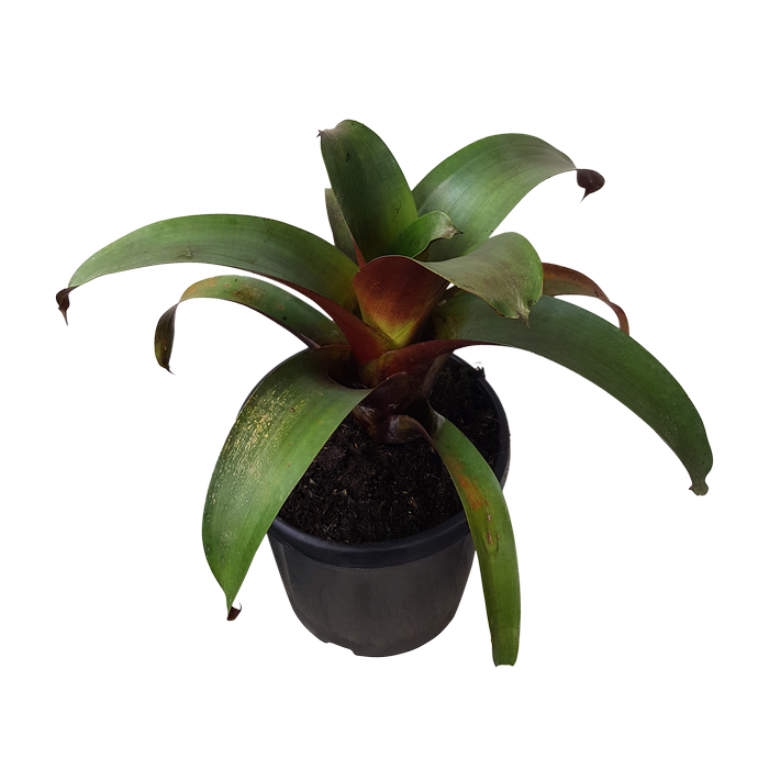 6L Giant Bromeliad - Alcantarea imperialis