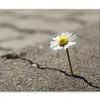 Beautiful Flower Growing Out of Crack  Print 100% Australian Made 90 x 60cm  (Stretched)