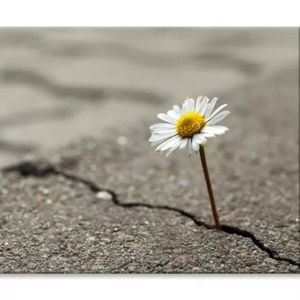 Beautiful Flower Growing Out of Crack  Print 100% Australian Made 90 x 60cm  (Stretched)