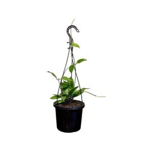 125mm Merrillii Hanging Basket - Hoya