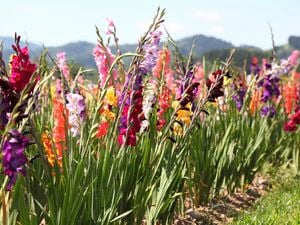 bloming gladiolus field