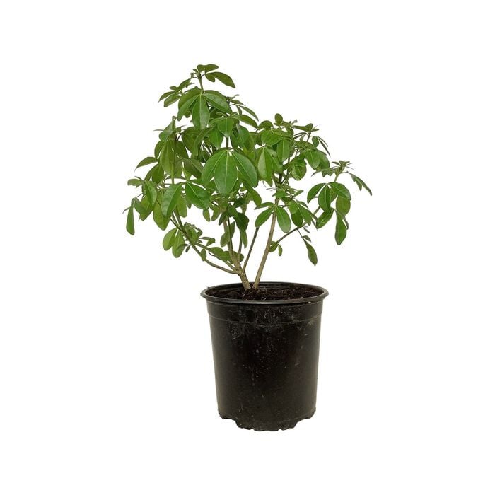 2.5L Mexican Orange Blossom - Choisya ternata