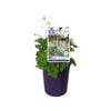 140mm Honorine Jobert - Anemone hybrida
