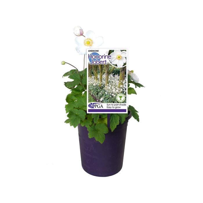 140mm Honorine Jobert - Anemone hybrida