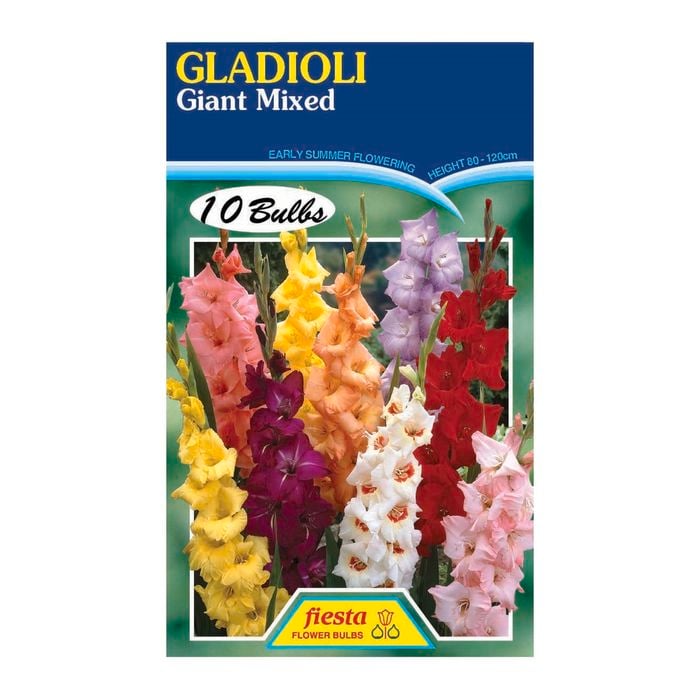 Fiesta Flower Bulbs Giant Mixed Gladioli - 10 Bulbs