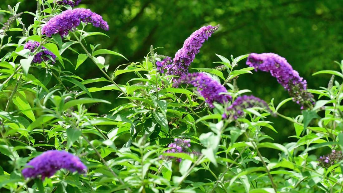 purple buddleia flowers in a garden exterior