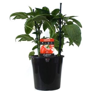 180mm Capsicum Californian Wonder - Capsicum annuum