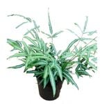 200mm Assorted Ferns - Fern Sp.