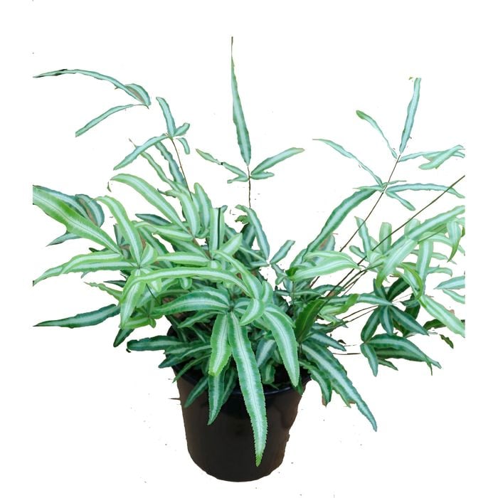 200mm Assorted Ferns - Fern Sp.