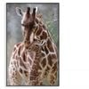 Cute Giraffe Baby With Mom  Print 100% Australian Made 90x120cm  (Poster)