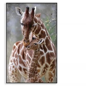 Cute Giraffe Baby With Mom  Print 100% Australian Made 90x120cm  (Poster)