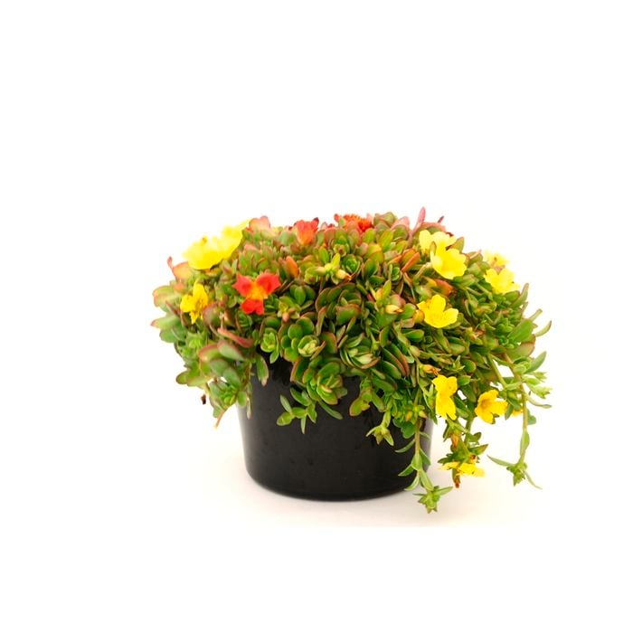 180mm Portulaca Triple Treat - Portulaca umbraticola