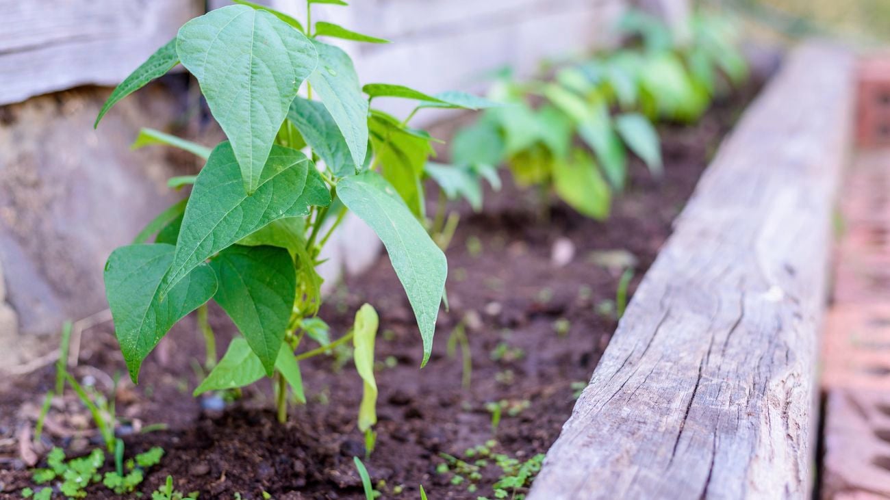 Pea plant easy to grow
