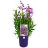 140mm Penstemon BELL TOWER Purple