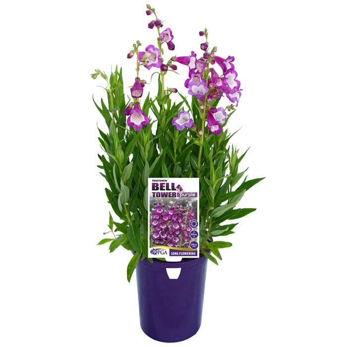 140mm Penstemon BELL TOWER Purple