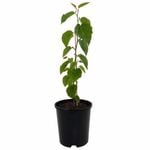 140mm Pick Me Edibles Range White Mulberry - Morus alba