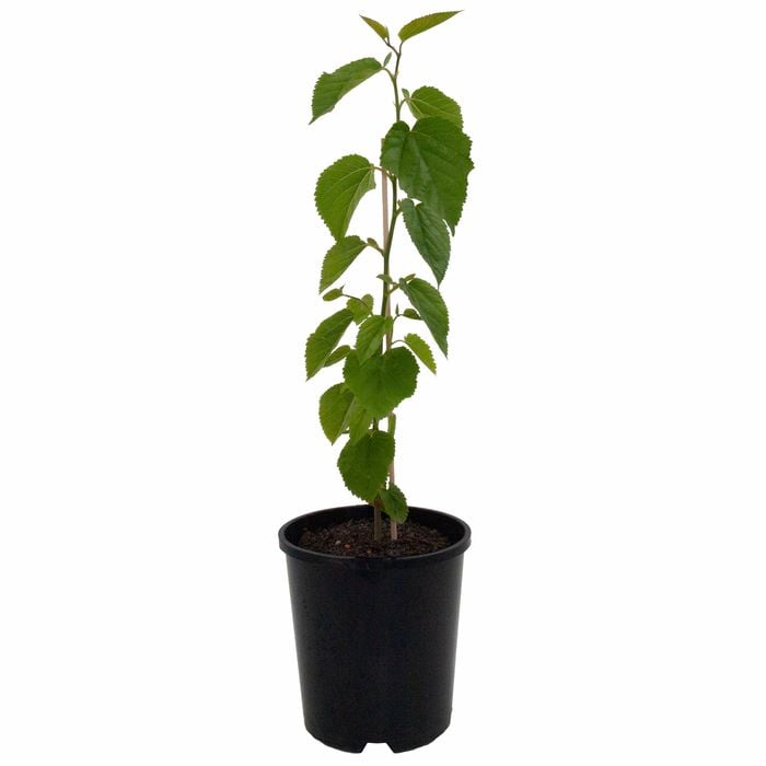 140mm Pick Me Edibles Range White Mulberry - Morus alba