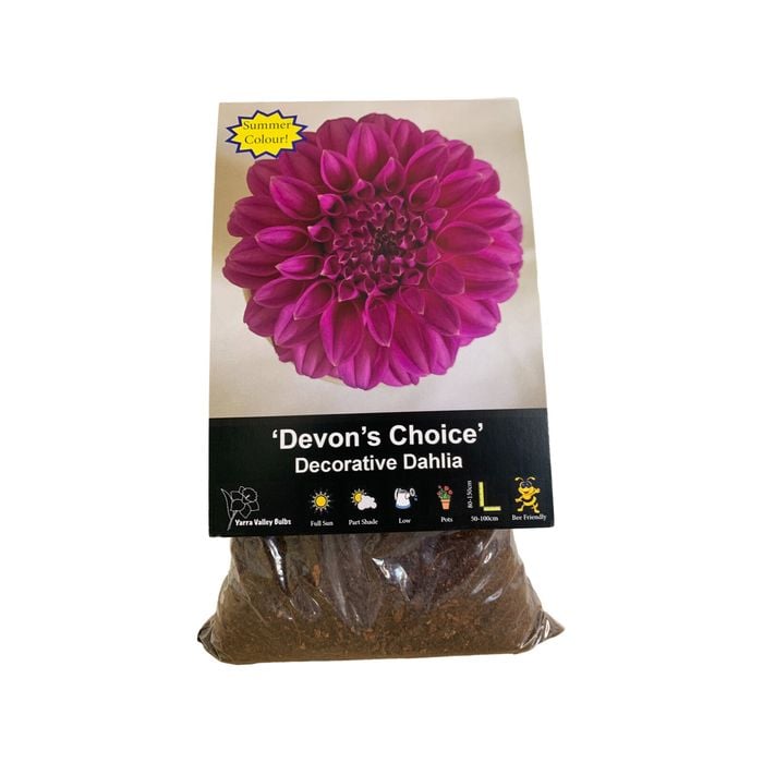 Yarra Valley Bulbs Dahlia Devon Choice - 1 Pack