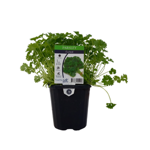 125mm Parsley Curled - Petroselinum crispum