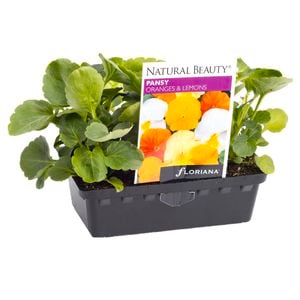 Punnet Pansy Oranges And Lemons - Viola wittrockiana