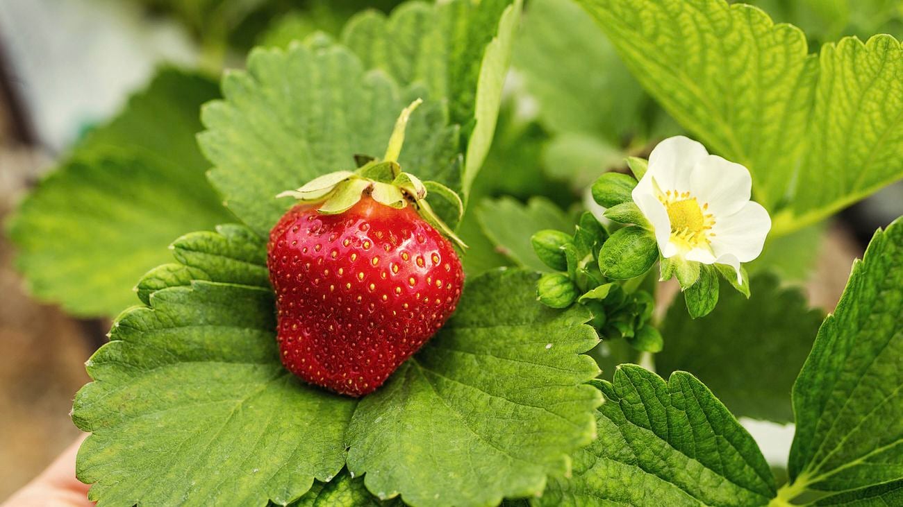 A perfect red strawberry sits on a leaf next to be a white flower bud